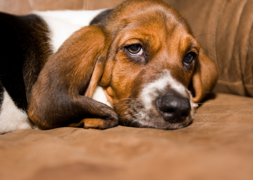 #23. Basset hounds